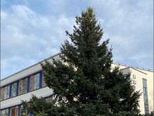 Weihnachtsbaum vor dem Rathaus