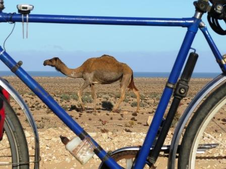 Wüstenschiff und Drahtesel