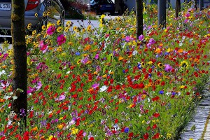 Blühender Streifen am Fahrbahnrand