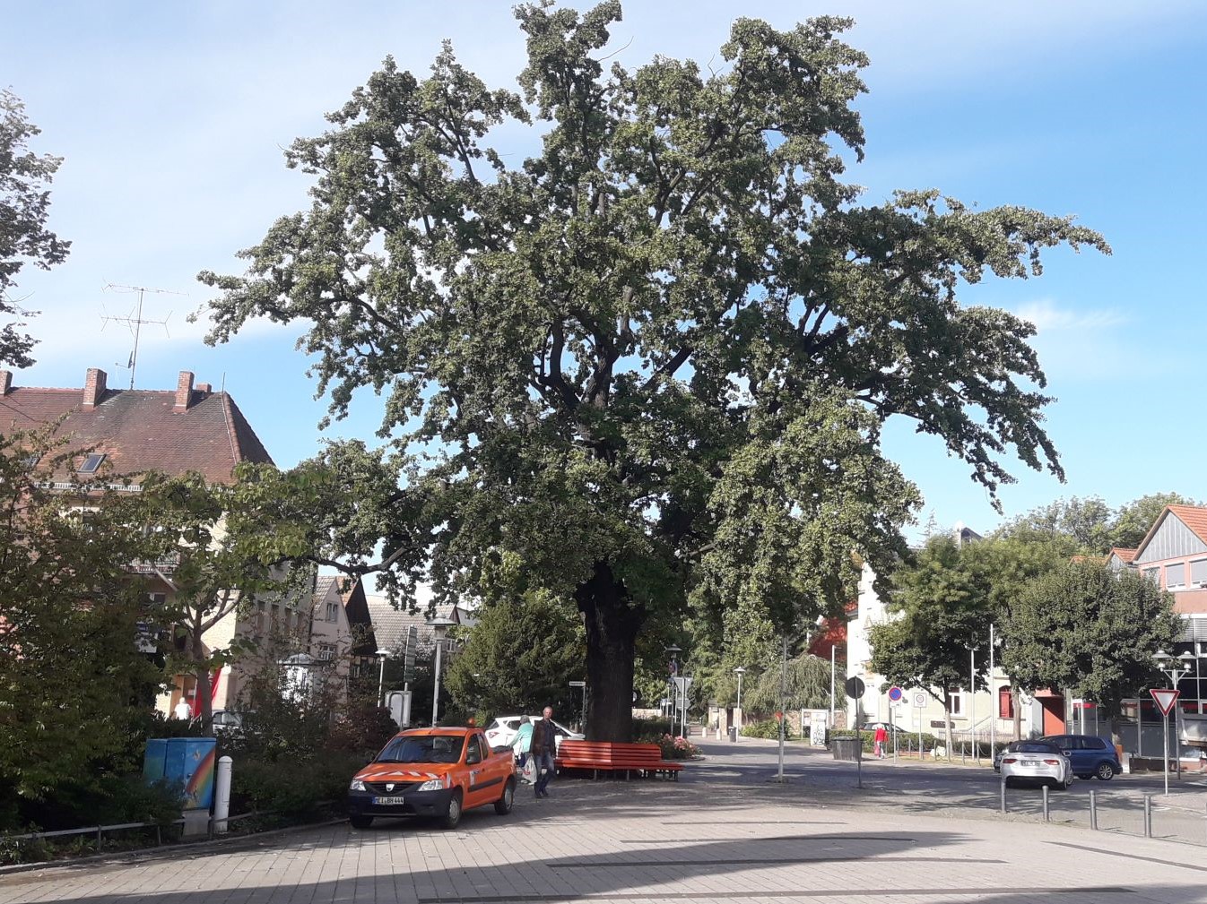Eiche auf dem Wettinplatz