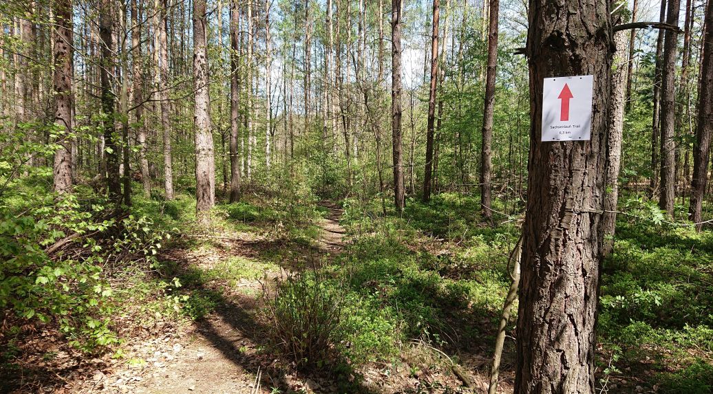 Wegweiser am Baum für Trail im Friedewald