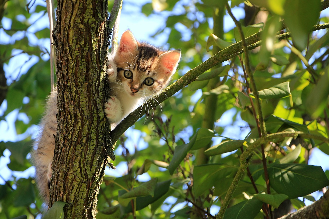 Kleine Katze auf einem Baum