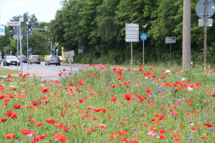 viele rote Mohnblumen auf einer Wiese