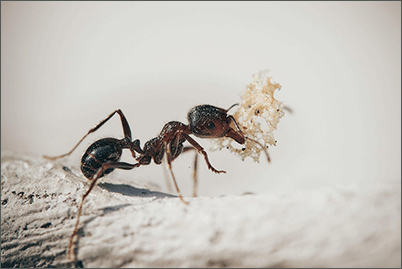 Symbolfoto Ameise, Cyril_Pixabay