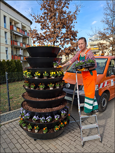 Eine Mitarbeiterin des Baubetriebshofes pflanzt Stiefmütterchen.