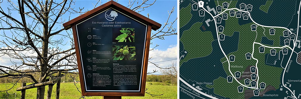 Tafel zur Esskastanie und Karte des Baumlehrpfades auf der Bosel