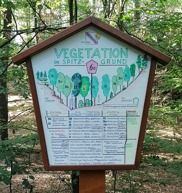 Fünfeckige Lehrtafel "Vegetation im Spitzgrund" im Wald